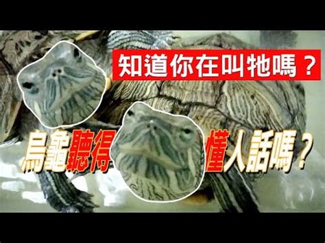 烏龜叫的原因|我家烏龜今天突然叫出聲，怎麼回事